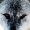 wulfshade